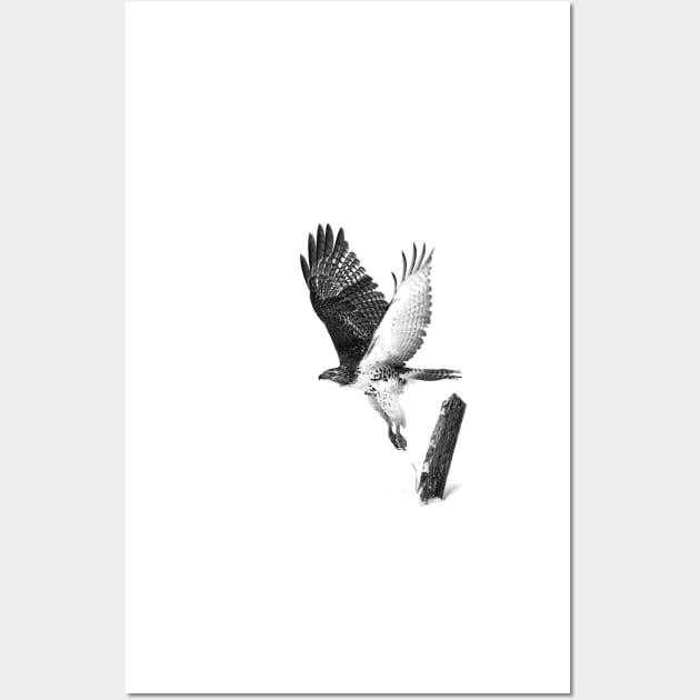 Red-tailed Hawk - B&W Wall Art by Jim Cumming